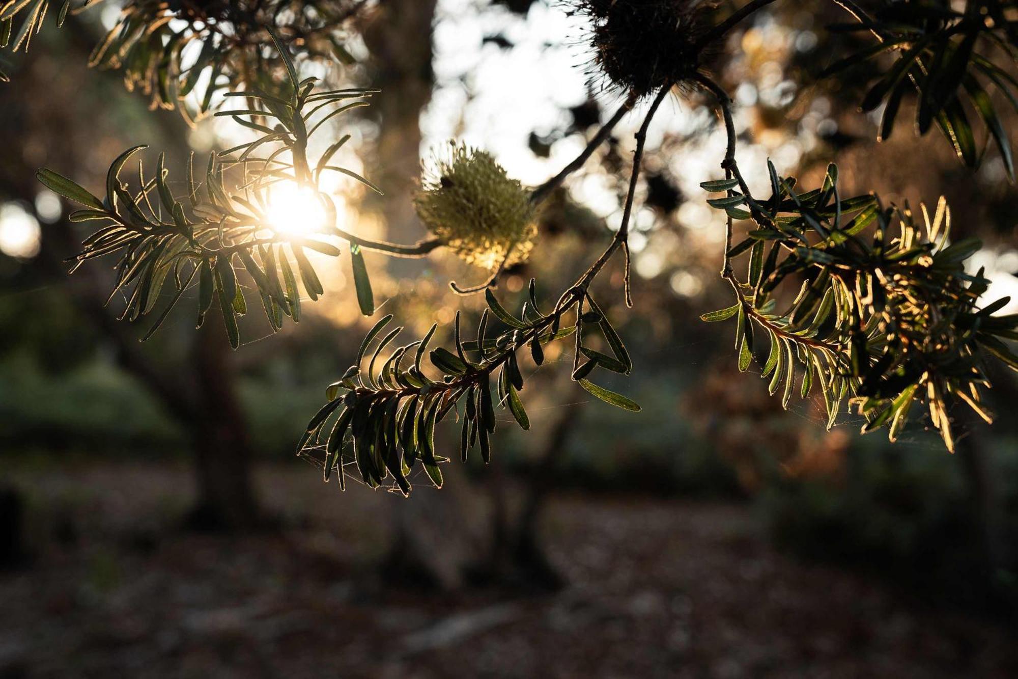 Luxury tent Numie - Freycinet Peninsula - Glamping - Heated - Waterfront Coles Bay